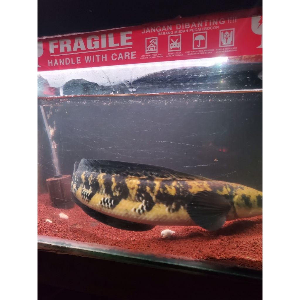paket 30 ekor chana maru ys size 4-5cm *kimcha.id