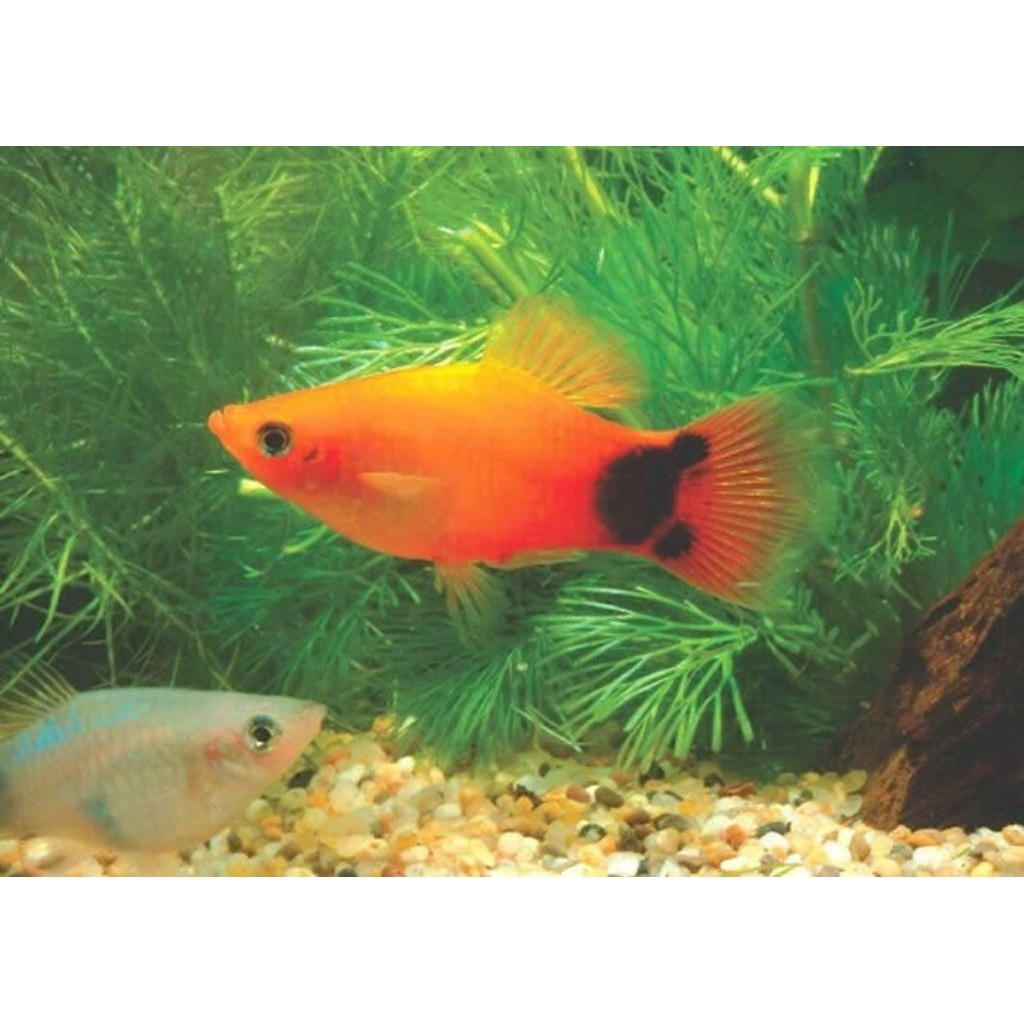 Paket (15e), Platy Micky Mouse, Platy Red, Platy Sunset, Platy Coral, Hiasan Akuarium