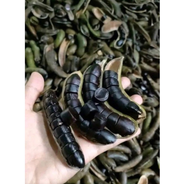 Jaling Kabau Dari Lampung berat 500gr