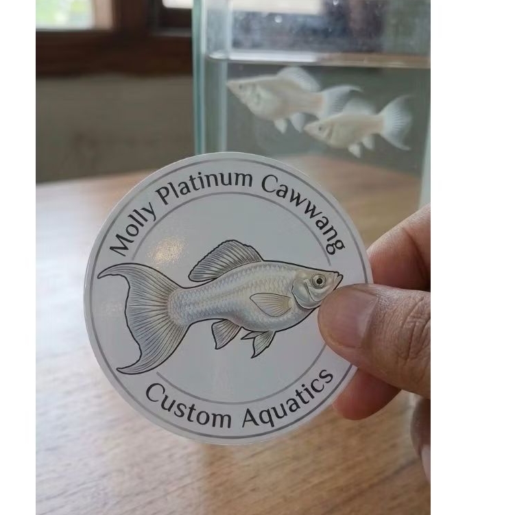 molly platinum cawang