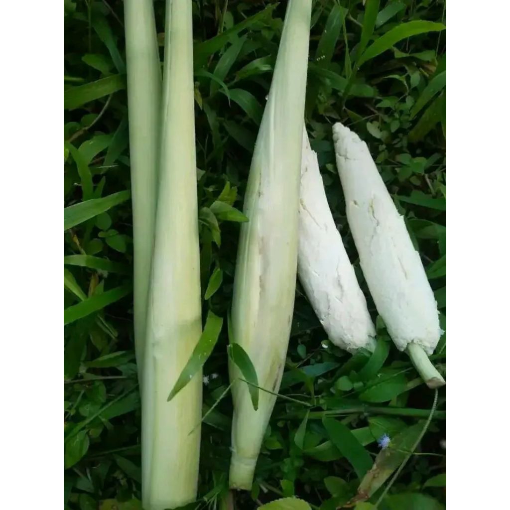 Bibit tebu telur/bibit terubuk/sayur tebu telur/bibir stek tebu telur