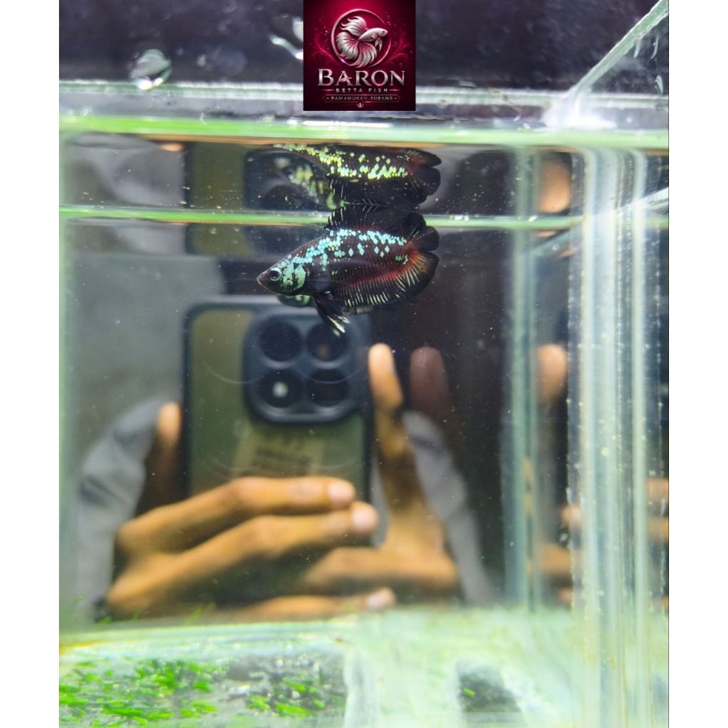 Avatar PKDT Betta Fish