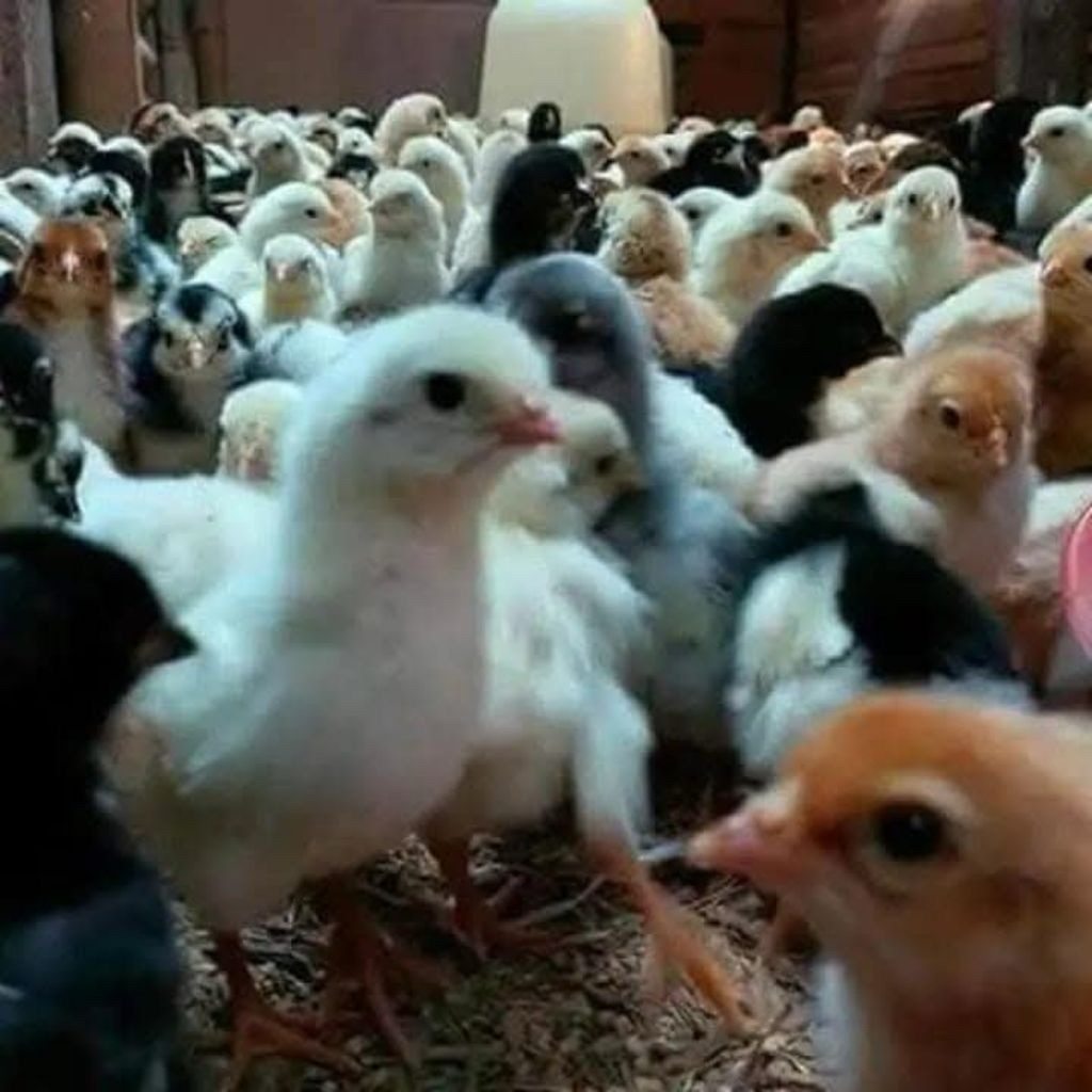 ayam ulu doc 100 ekor/1box