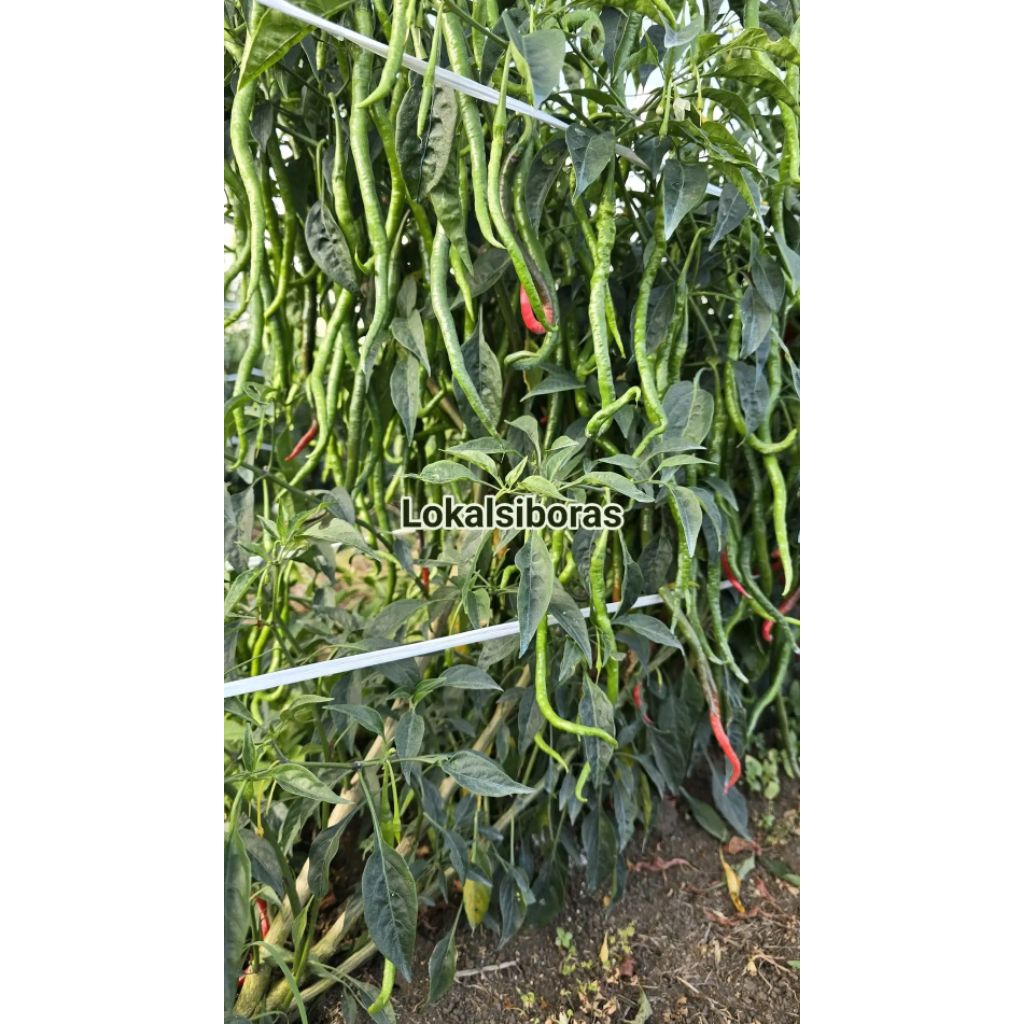bibit/benih cabe lokal siboras 30gr