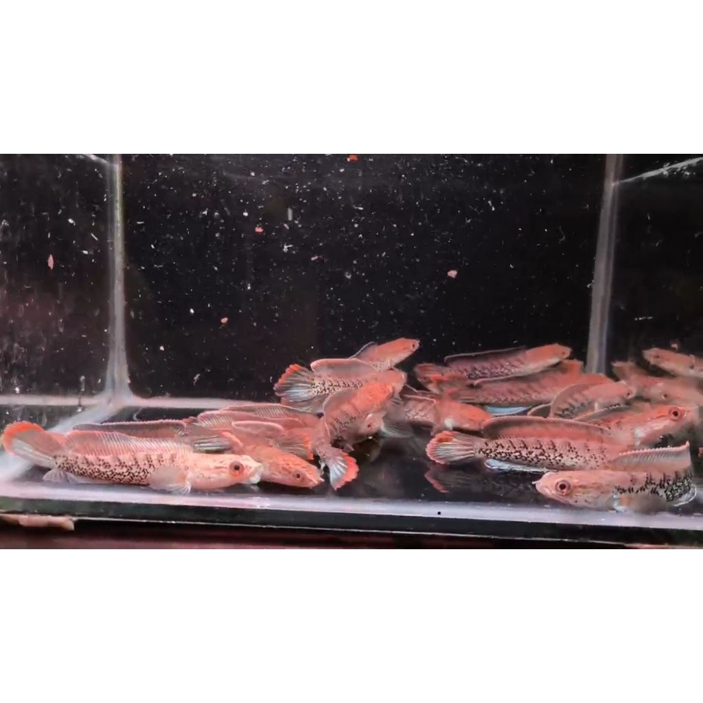 Ikan channa stewarti warna bagus