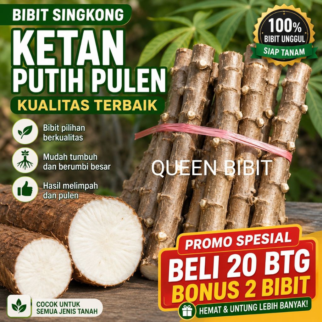 20 btg bibit singkong ketan putih pulen bonus 1 btg