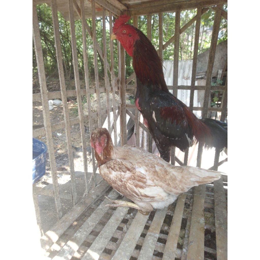 Materi Ternak ayam Jawara Cetak anakan Full Brakot Biang Plucker x Jago Pakhoe Manadaeng