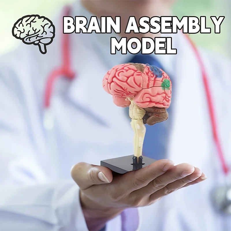 Human Brains Model Human Body Anatomy Model Toy  Brain Mainan otak manusia alat peraga