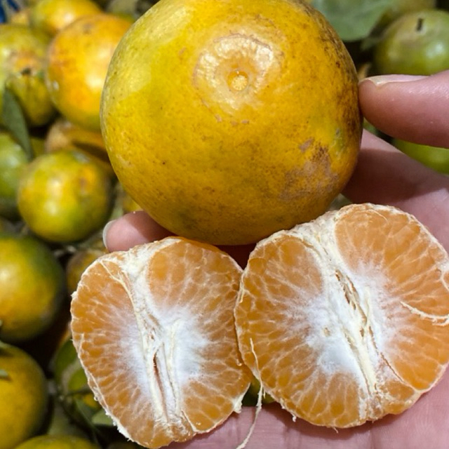 Jeruk Siam Madu Asli Batu Malang