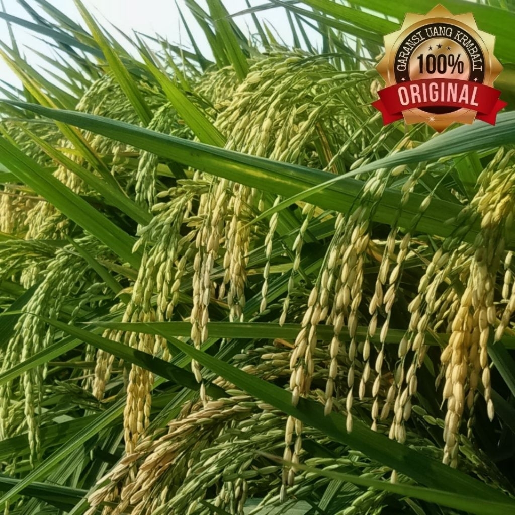 Candra_Terkeren Bibit Padi Inpari 47 Kemasan 5Kg
