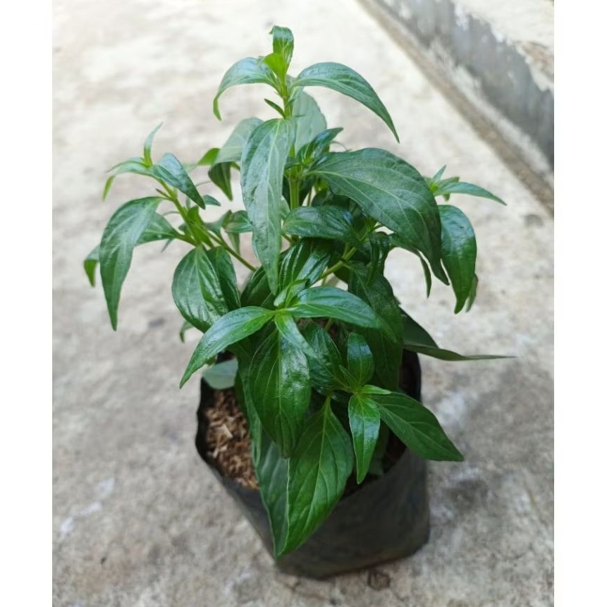 Pohon Sambiloto/ Tanaman Sambiloto/ Pohon Herbal Sambiloto/ Tanaman Herbal Sambiloto/ Pohon Obat/ Ta