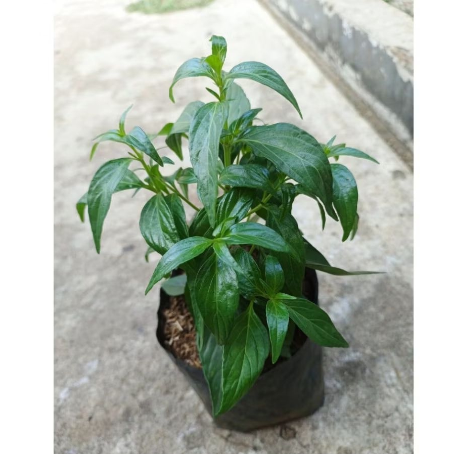 Paket 3 Pohon Sambiloto/ Tanaman Herbal Sambiloto/ Tanaman Sambiloto/ Pohon Obat/ Tanaman Obat Sambi