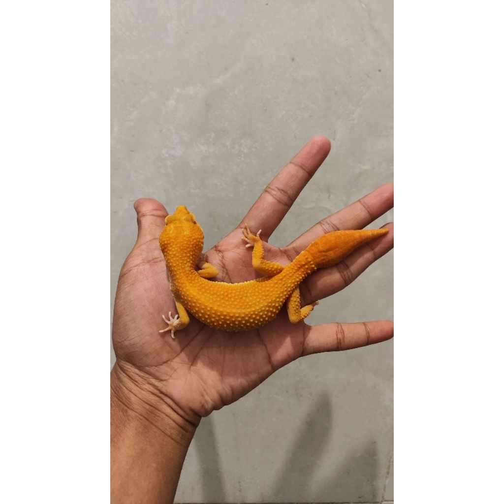 Gecko Minusan bisa pilih dan Data Lengkap