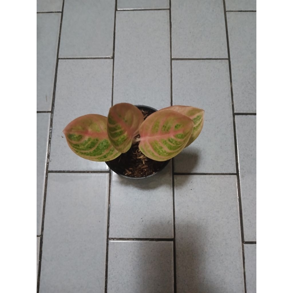 aglaonema anakan rinjani golden