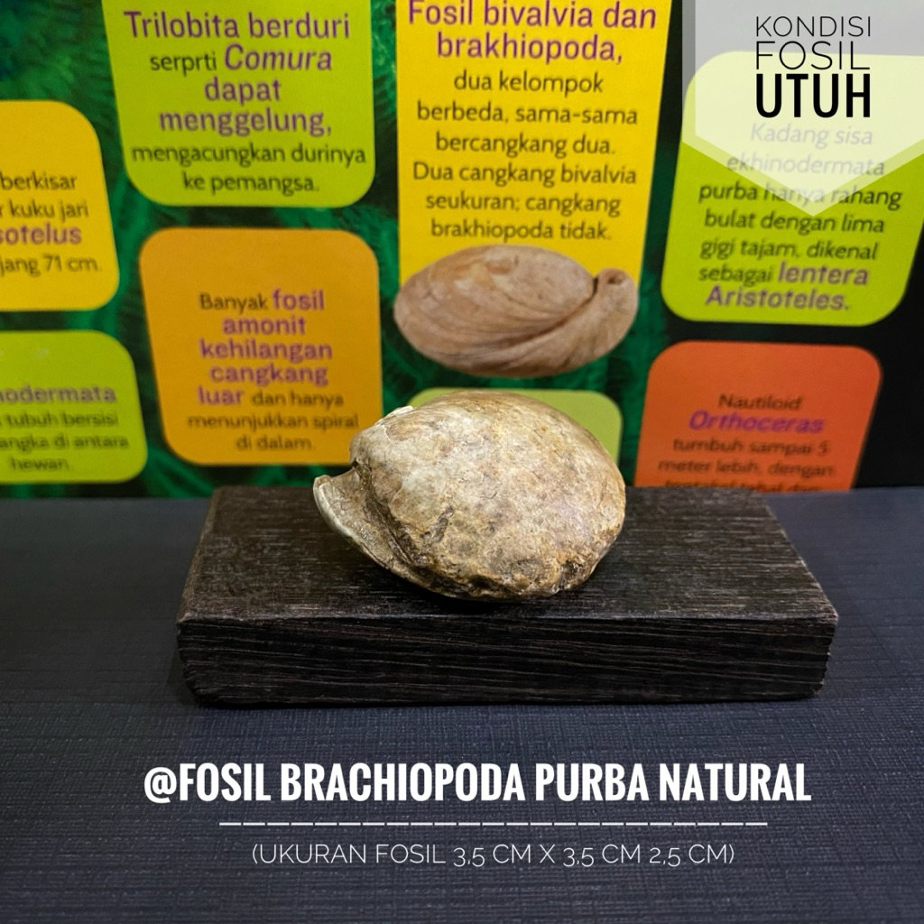 Fosil Brachiopoda Purba Natural atau Fossil Shell atau Fosil Kerang Temuan atau Fosil Keong