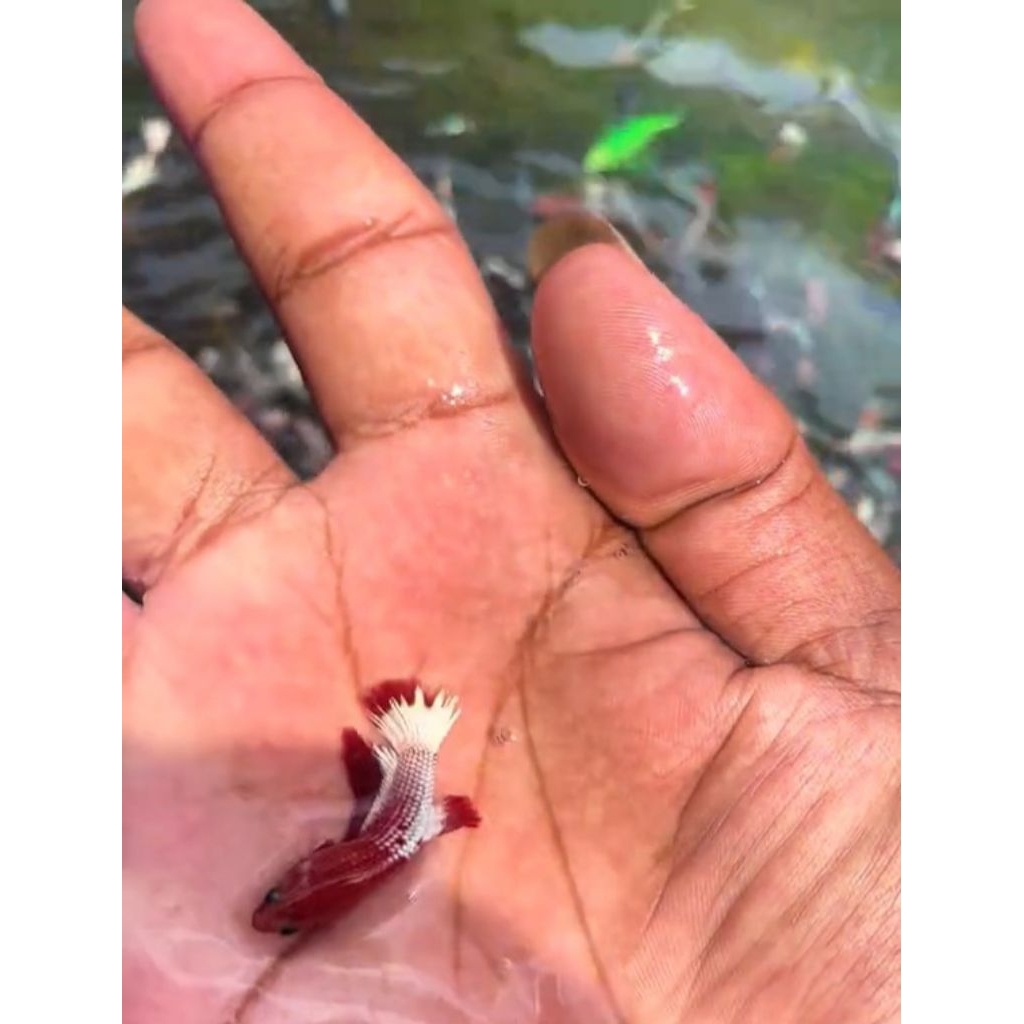 ikan hias, ikan cupang dan ikan glofish