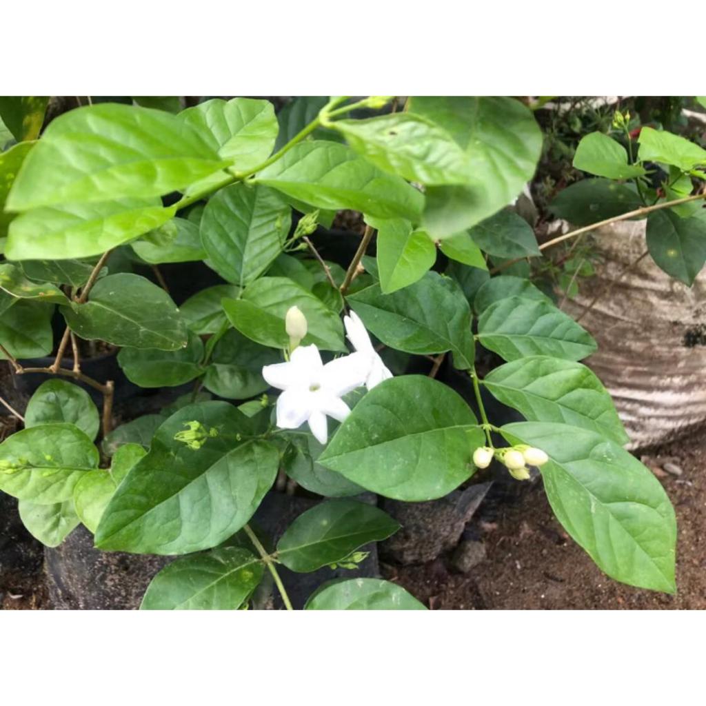 Bunga Melati Hidup Asli / Tanaman Bunga Melati Wangi Melati Pengantin