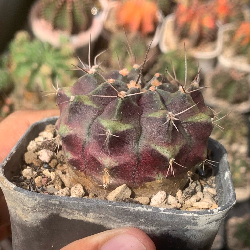purple  dream fantasi dream gymno hybrid purple dream  ( kaktus astro tanaman hias hidup gurun ku da