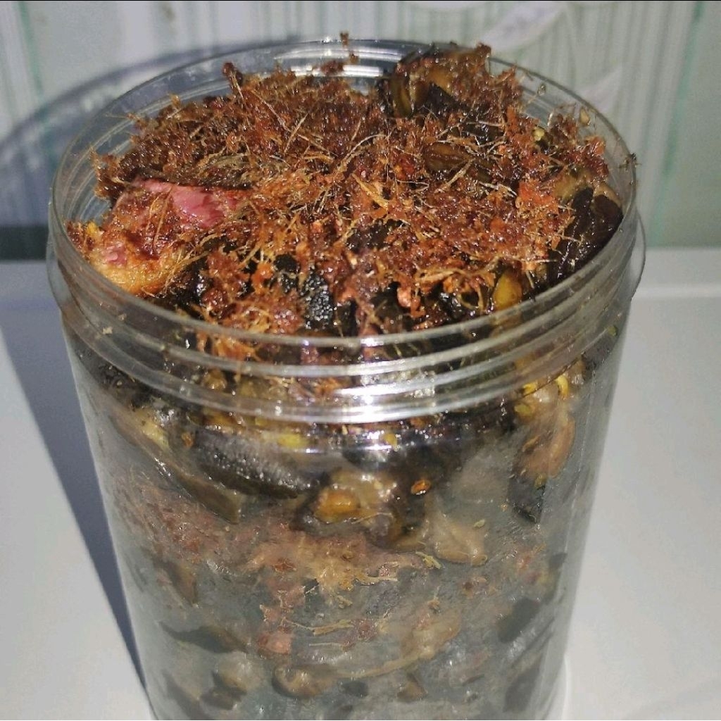 1KG BEKICOT GORENG LAOS BEKICOT02 KEDIRI
