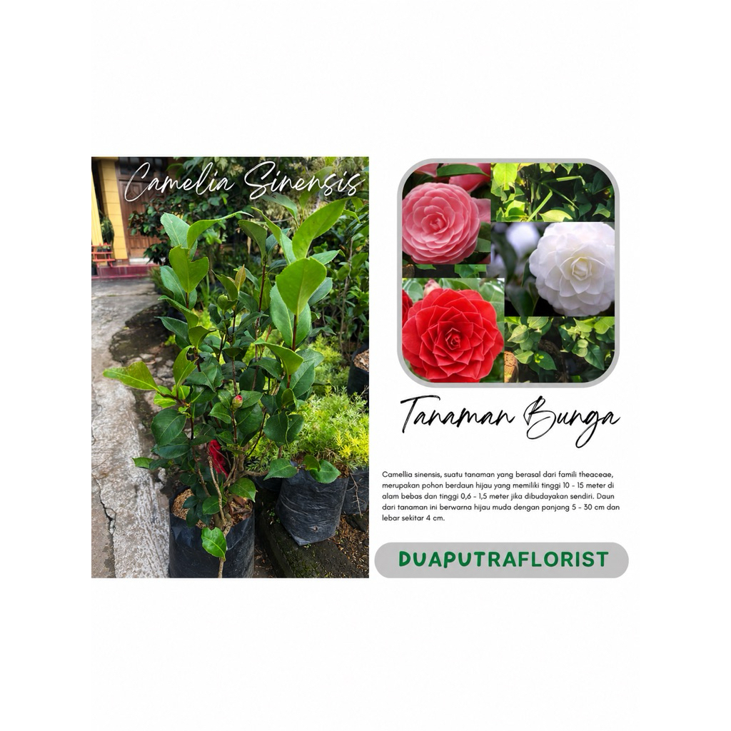 Tanaman Hidup Bunga Camelia Tumpuk / Bunga Hias Camelia