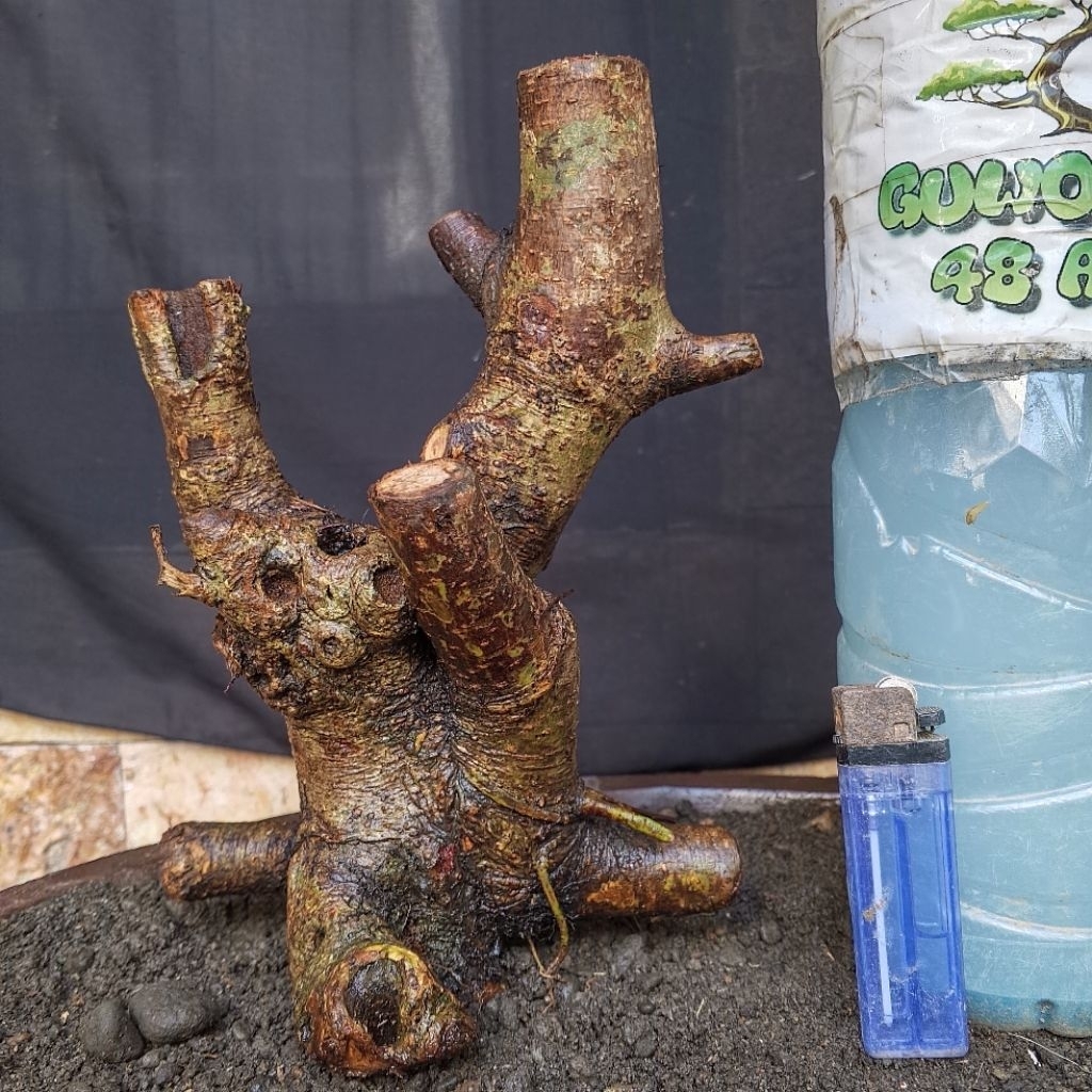 Bahan Bonsai Bunut Pucuk Merah Formal Bogel Small Size Real Pict