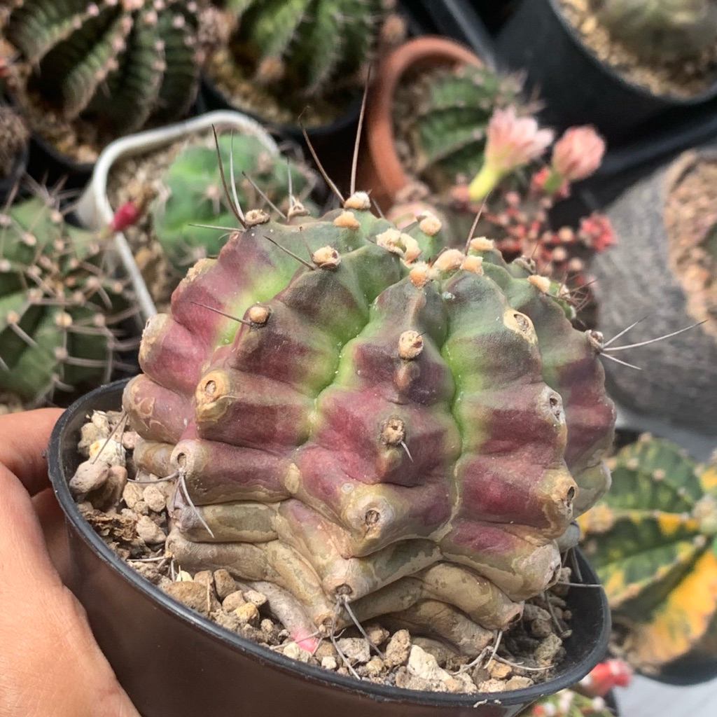 Md5a Gymnocalycium Mihanovichii Medusa Hybrid gymno miha mihanovichi jumbo kaktus tanaman hias hidup
