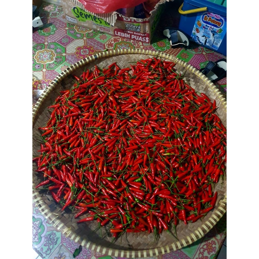cabe rawit pelita 8 f1 4 gelas