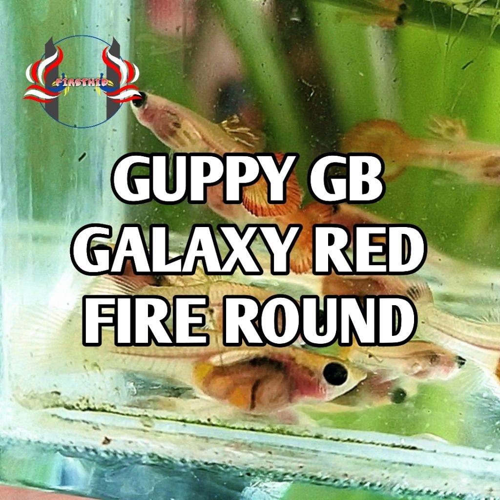 (1P) GUPPY Galaxy Red Fire Roundtail Glassbelly (GB) Gold Blonde penghias ruangan aksesoris akuarium