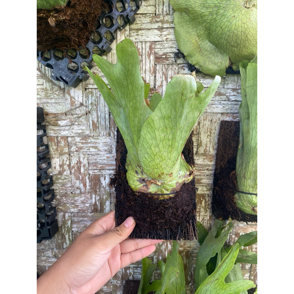 platycerium wandae