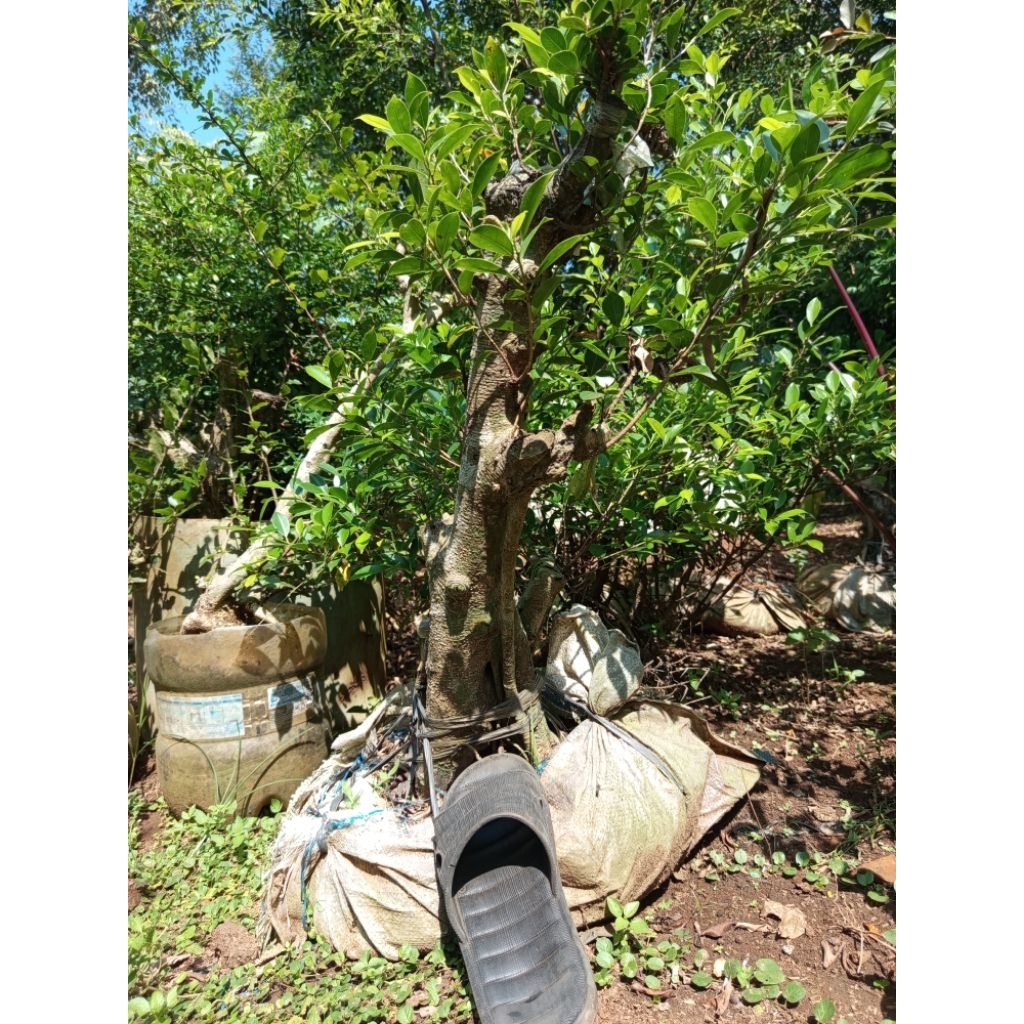 kimeng bonggol jumbo besar berkarakter bahan bonsai