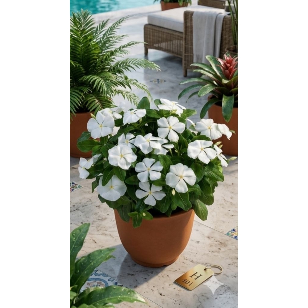 bunga vinca hidup sudah berbunga