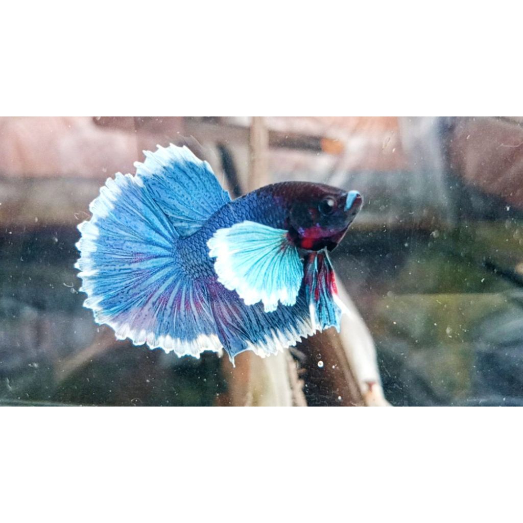 hmde blue