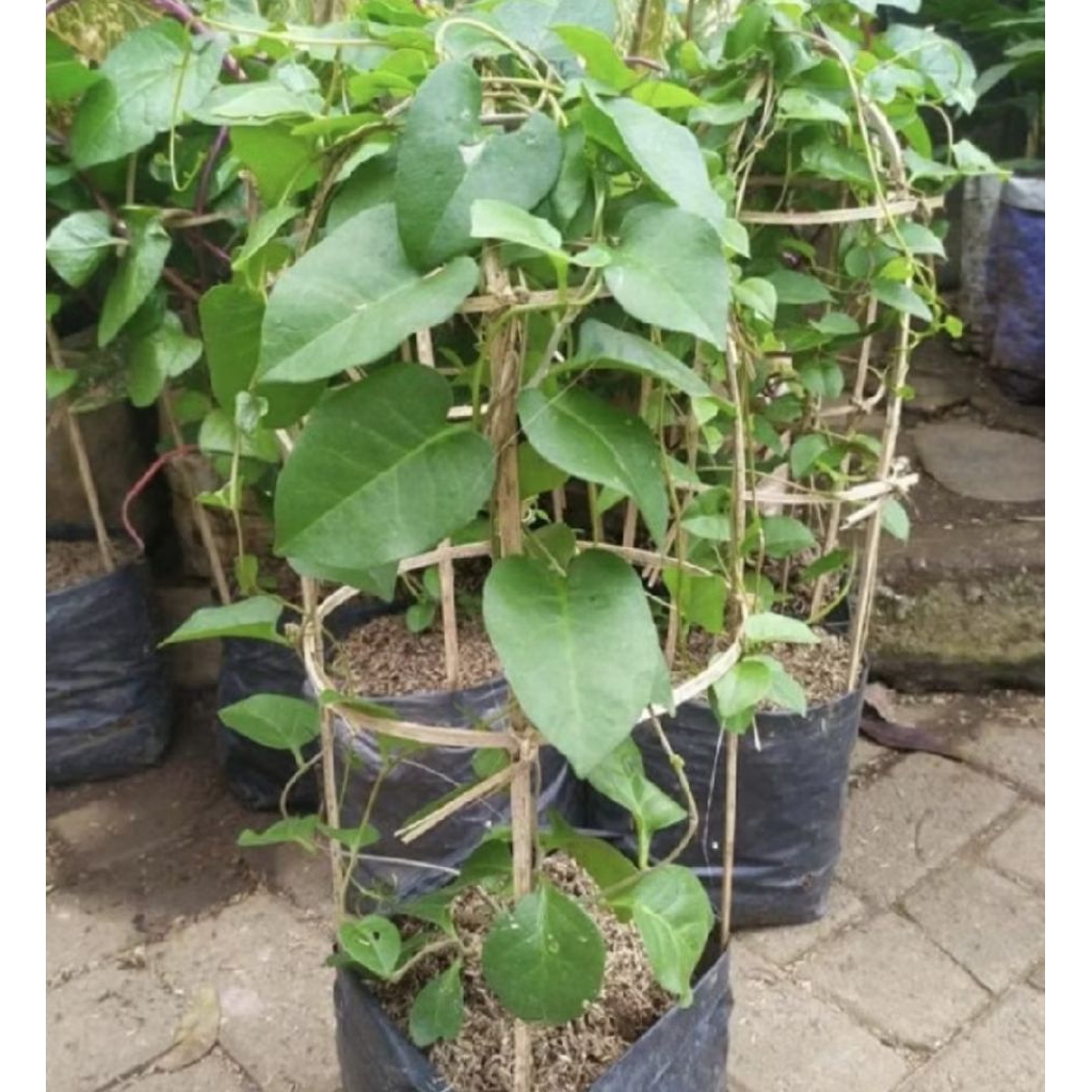 Pohon Binahong/ Tanaman Binahong/ Tanaman Herbal Binahong/ Pohon Daun Binahong Murah