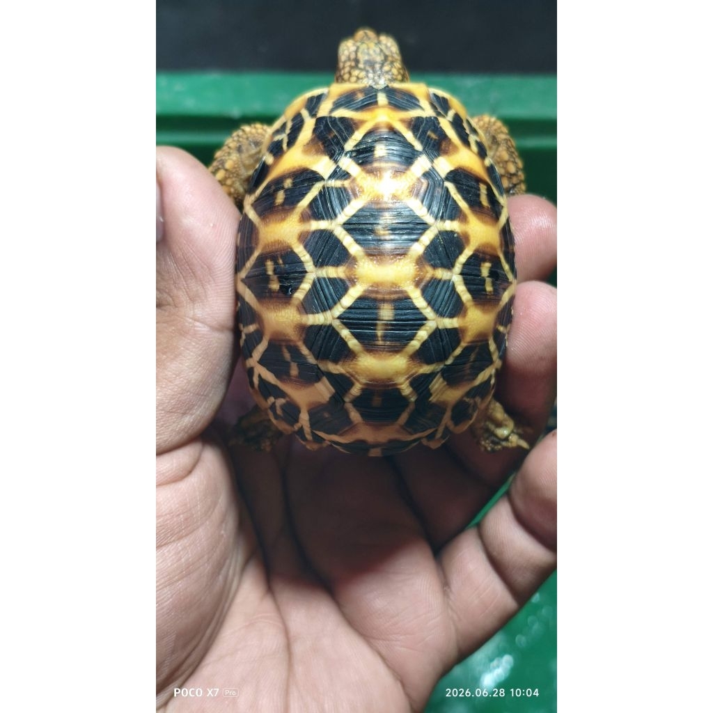 Indian Star