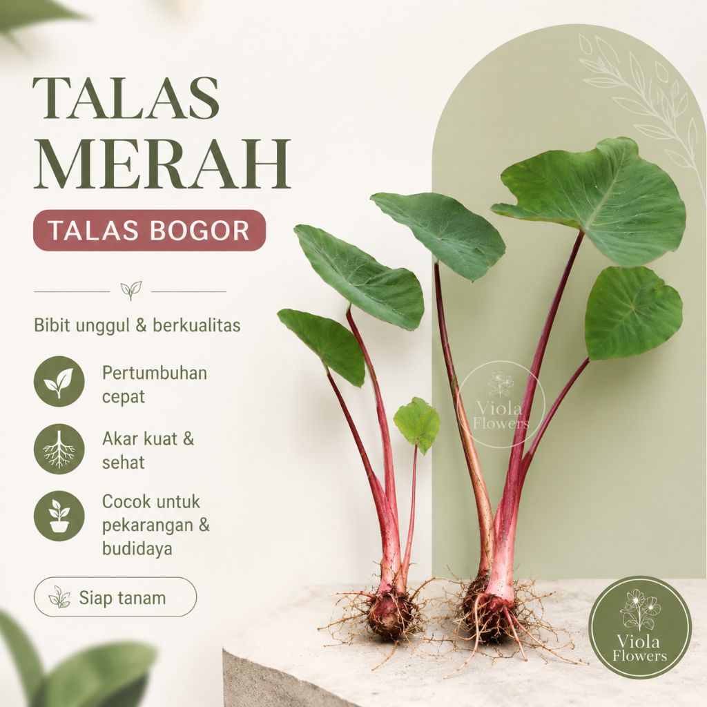 Bibit Talas Bogor./10 pcs.Talas Merah. Talas Unggu. bibit talas Siap Tanam.