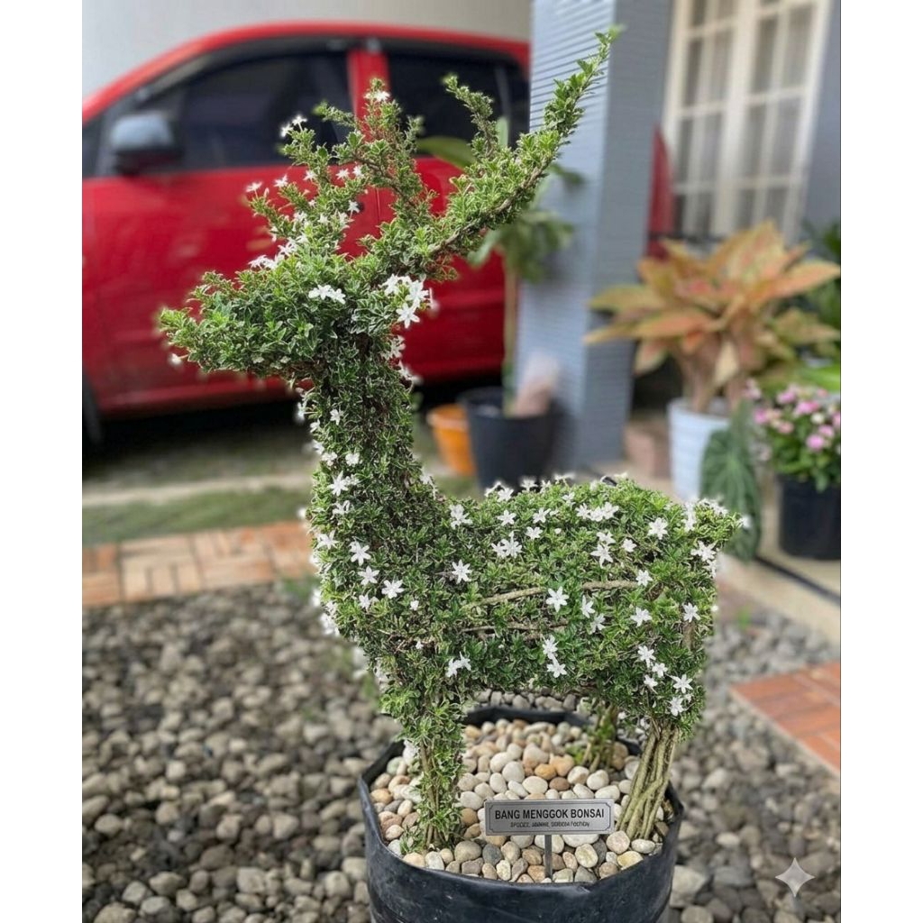 tanaman bonsai melati jepang berbentuk rusa