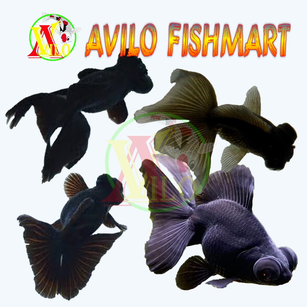ojek ikan hias mas koki lowo hitam mata belok pancawarna fish size kecil 3 - 4 cm telescope eye