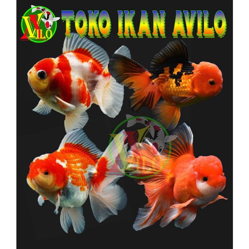 ojek ikan hias mas koki Oranda merah red size kecil 3 - 4 cm ikan jambul