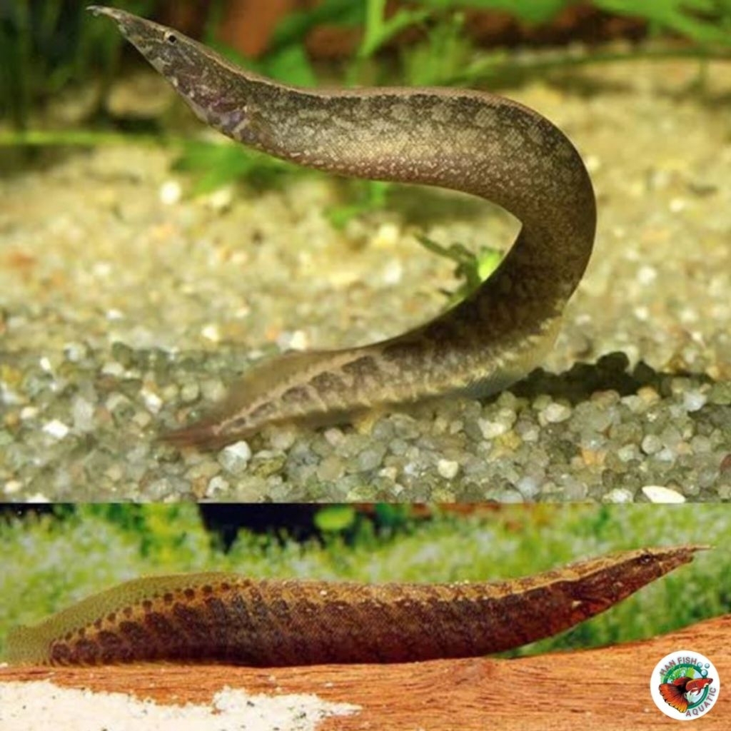 Sili batik/bambu ukuran 20cm ikan hias untuk akuarium
