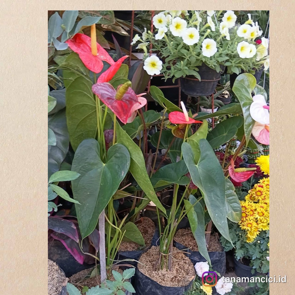 tanaman hias Anthurium bunga besar merah real pict