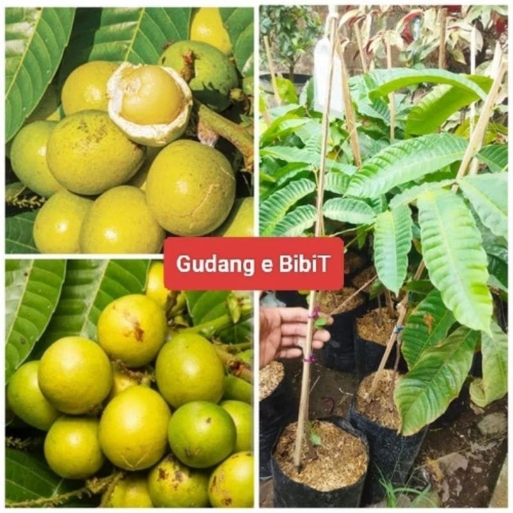 Promo Bibit Matoa Kuning Hasil Okulasi / Cangkok