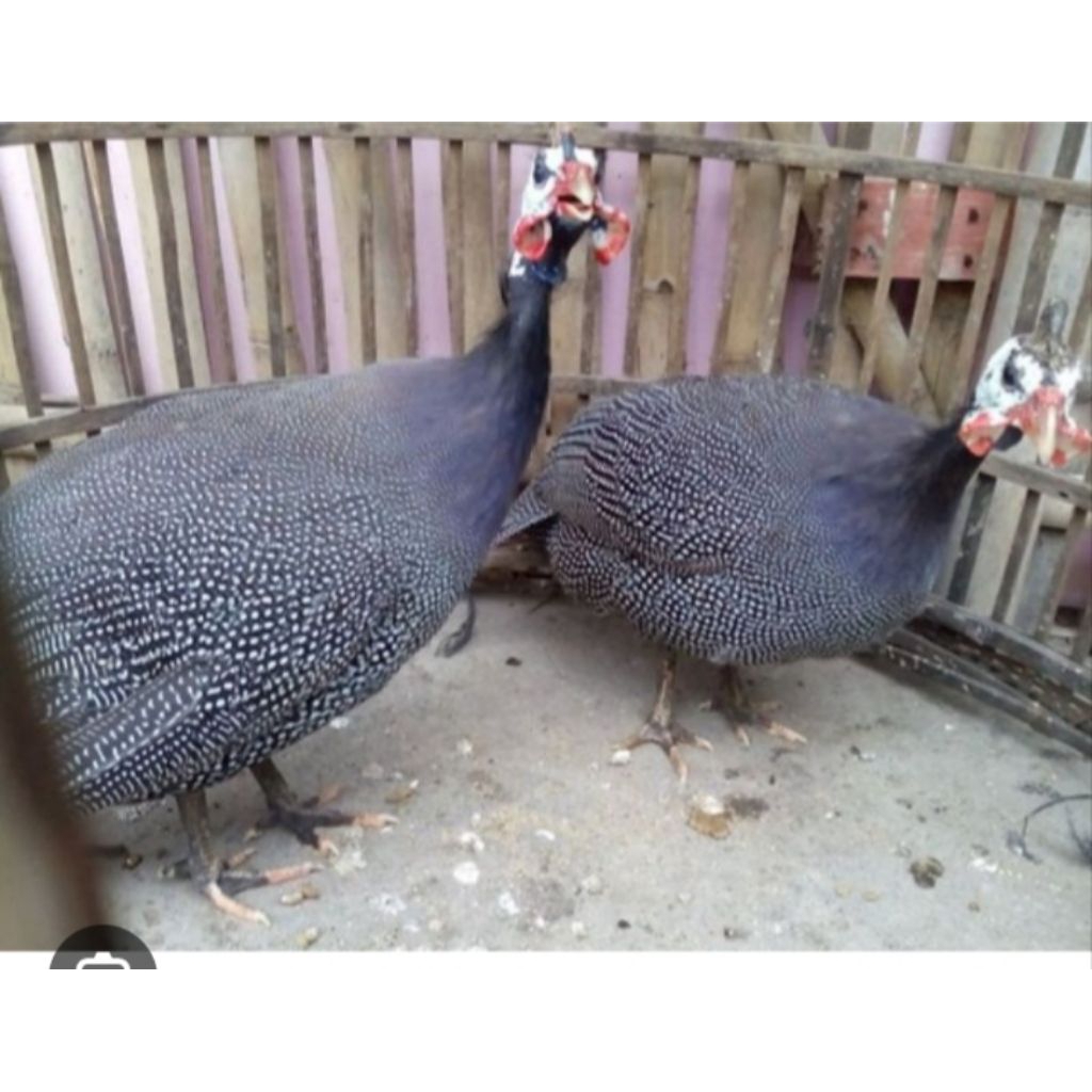 ayam mutiara indukan. satuan /sepasang