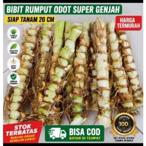 Bibit Rumput Odot Super 1 kg - Tinggi 2-2,5 Meter, Mudah Dikembangbiakkan, Cocok untuk Lahan Kering 