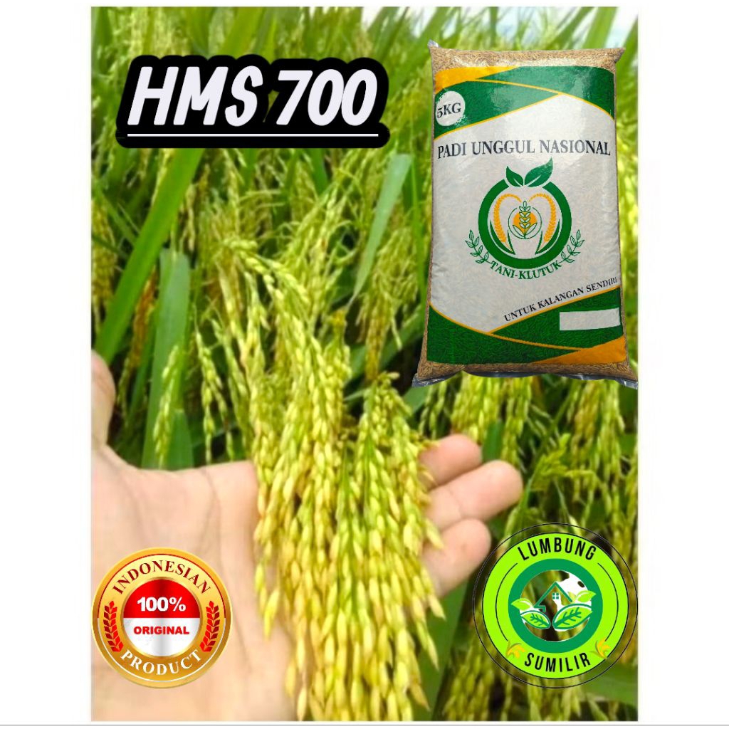 Benih Padi HMS-700 Kemasan 5kg
