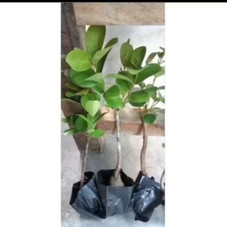 Bibit Tanaman Buah Juwet / Buah Jamblang / Buah Duwet