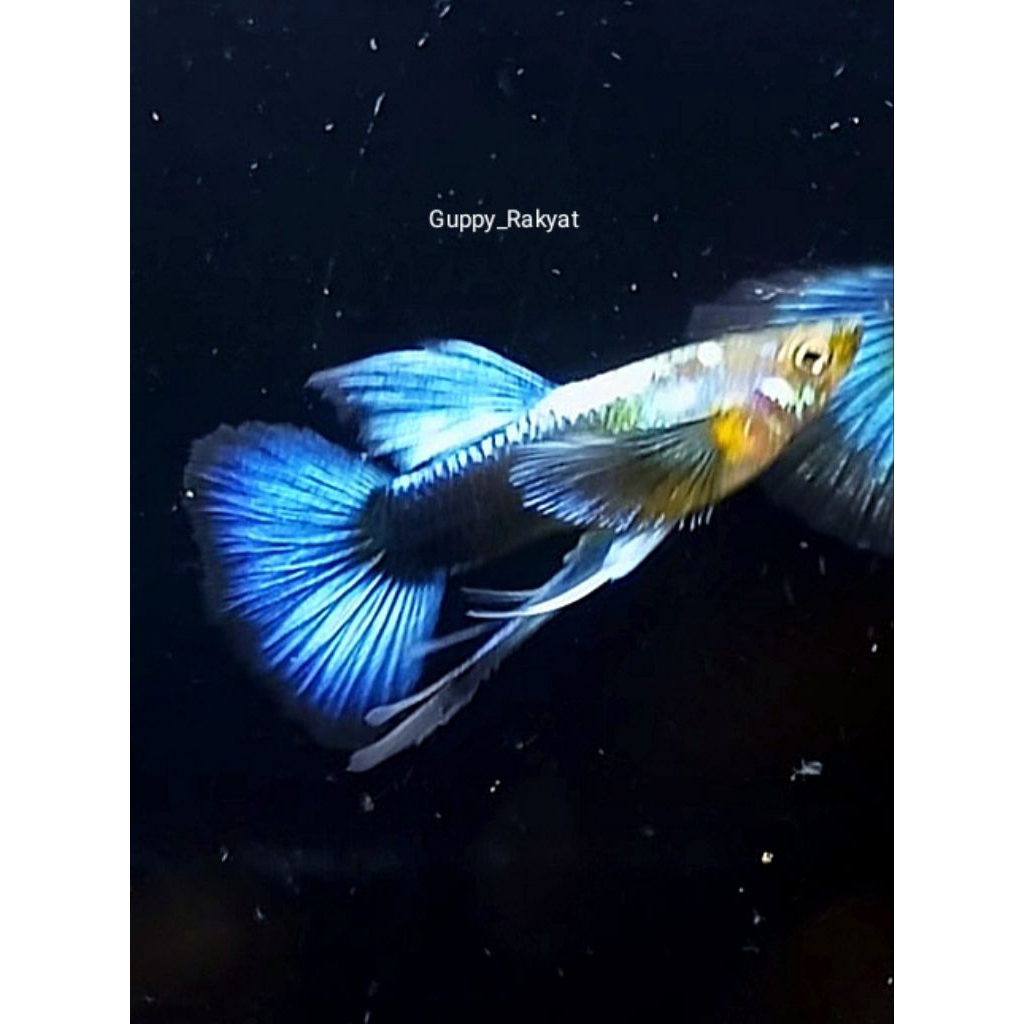 Guppy Cantik Dan Ramah di kantong Silverado HB Blue Ribbon ( Isi satu pasangg)