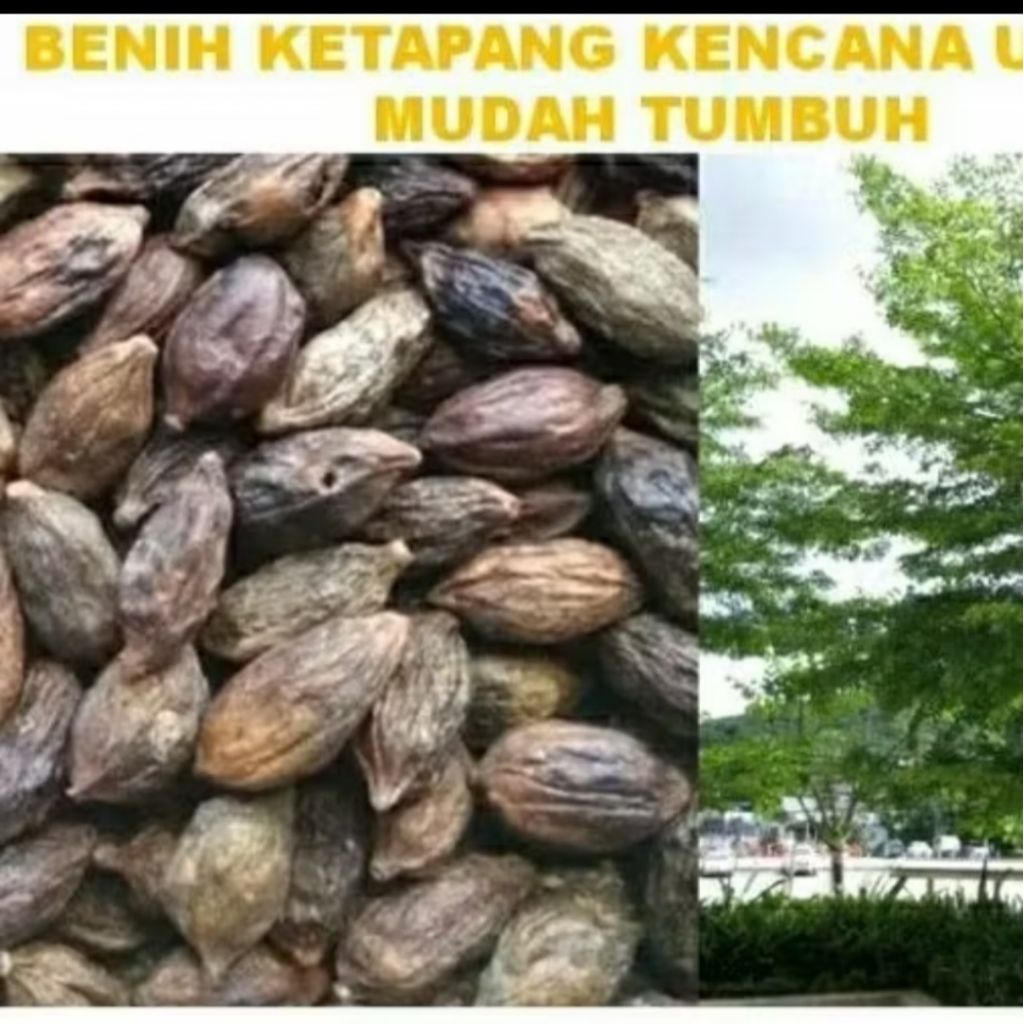 250 BIJI BENIH KETAPANG KENCANA