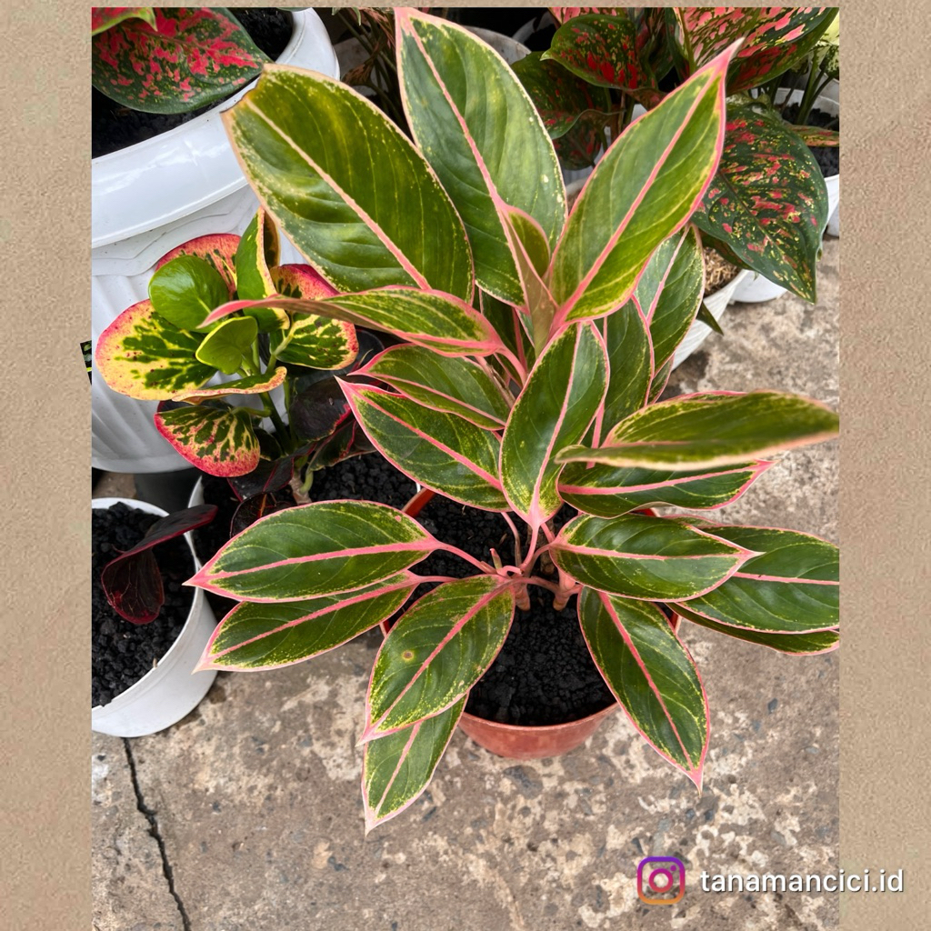 aglonema puding lipstik pink real pict