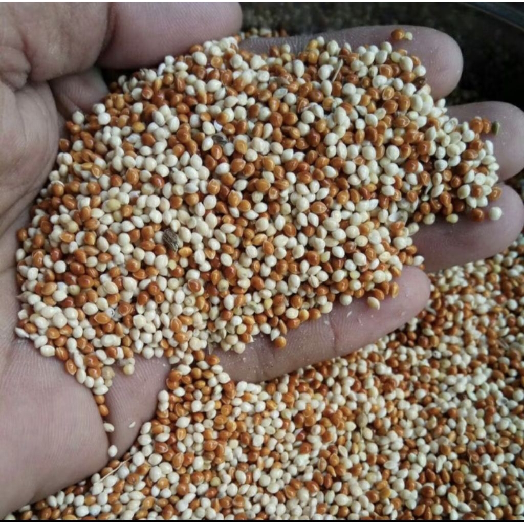 Milet merah campur mix milet putih