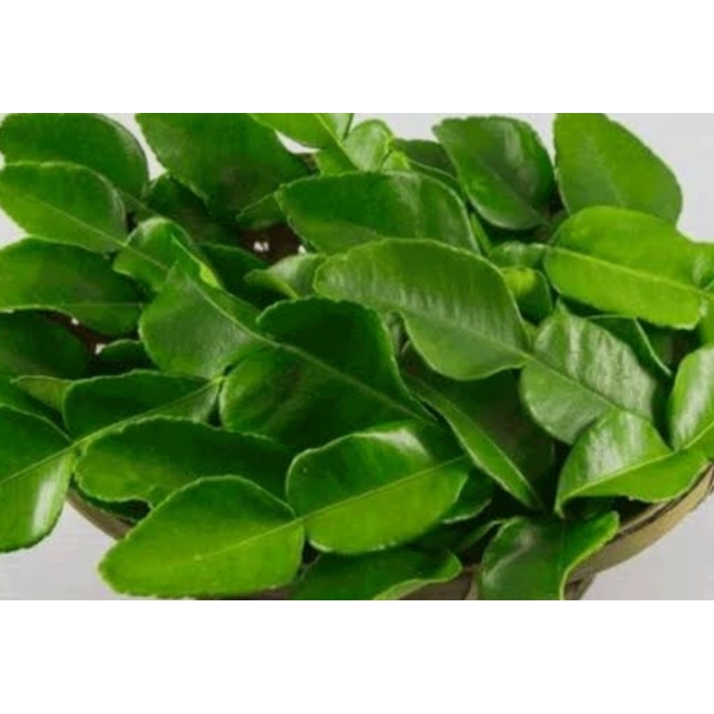 daun jeruk nipis